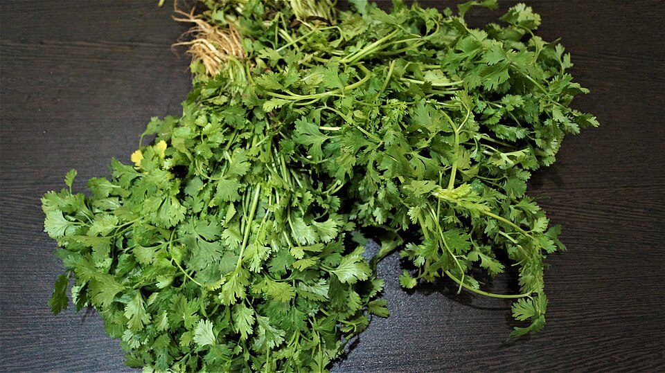 Coriander bunch